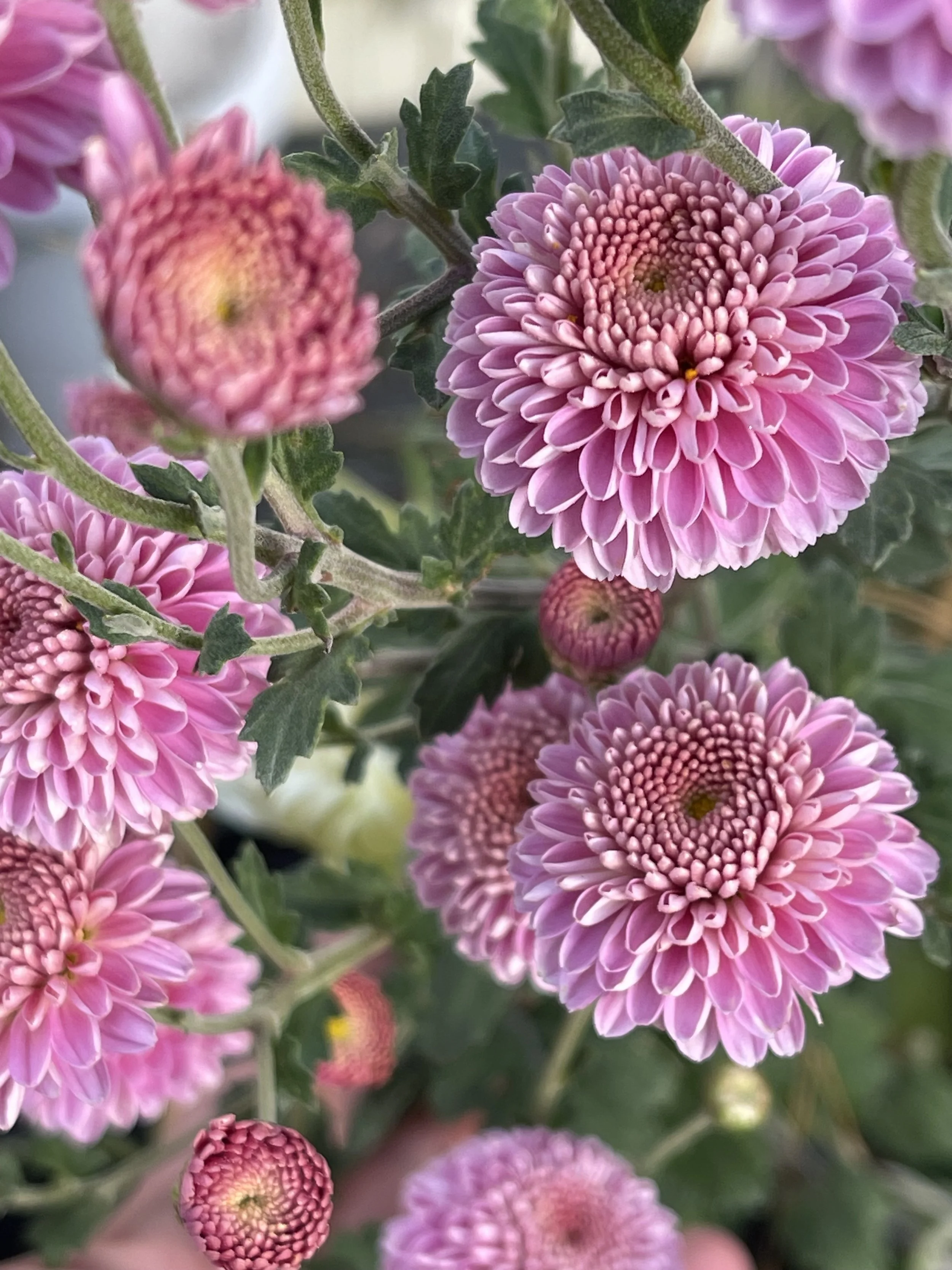 Kokka Kinzan Chrysanthemum — Heathfield Flowers